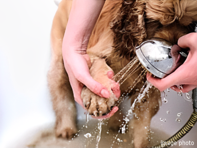 ペット足洗い場イメージ｜ザ・パークハウス豊中